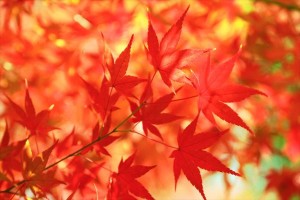 autumn-leaves_beiz.jp_S06342[1]_R